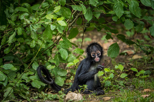 Mexican Spider Monkey Baby In Nature