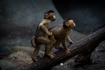 southern pig-tailed macaque baby in zoo - 630307707