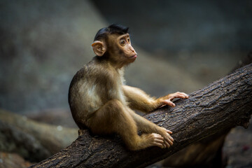 southern pig-tailed macaque baby in zoo - 630307718