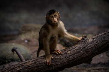 southern pig-tailed macaque baby in zoo