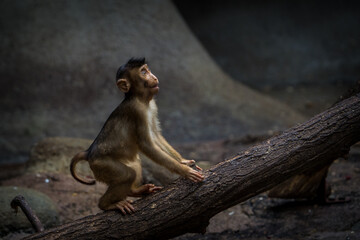 southern pig-tailed macaque baby in zoo - 630307723
