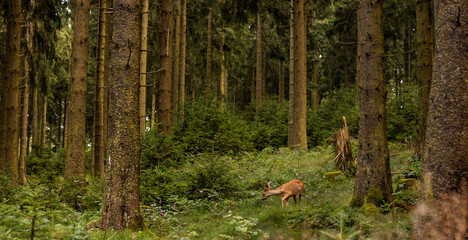 Deer in the forest between trees and bushes in the summer. The deer is grazing. Feldberg in Hessen, Germany.
