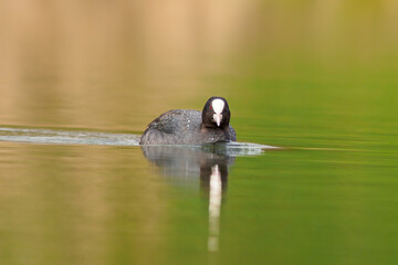 one adult coot (Fulica atra) swims on a reflecting lake