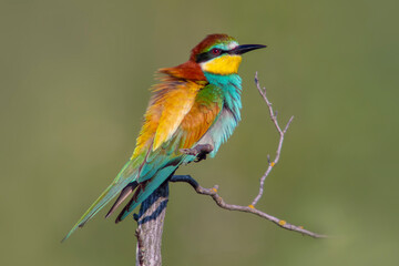 oe colorful bee-eater (Merops apiaster) sits on a branch and looks for insects