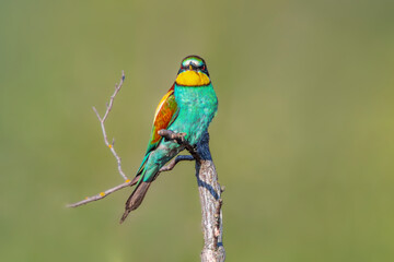 oe colorful bee-eater (Merops apiaster) sits on a branch and looks for insects