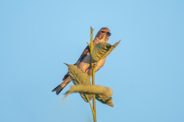 one female linnet sits on a branch in a garden