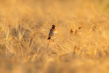 one Stonechat (Saxicola rubicola) sits on the ears of a wheat field and searches for insects