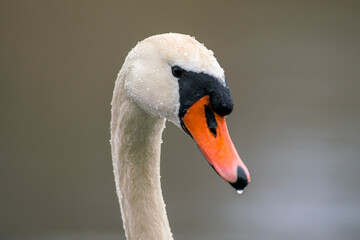 one head portrait of a mute swan (Cygnus olor)