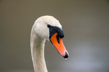 Obraz premium one head portrait of a mute swan (Cygnus olor)