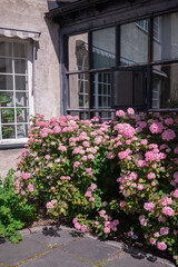 Pink hydrangea flowers in front of a house in the village