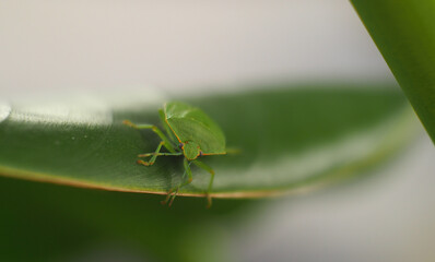 bug on a leaf