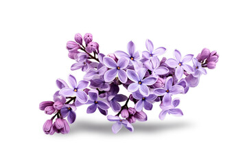 Isolated lilac flowerson white background - Powered by Adobe