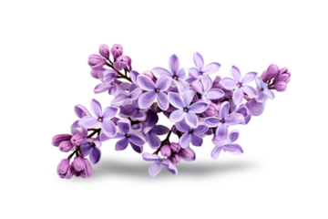 Isolated lilac flowerson white background