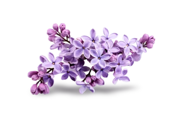 Poster Im Rahmen Isolated lilac flowerson white background © D85studio