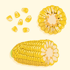 Corn on the cob with individual grains. Realistic vector icons
