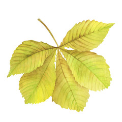 Watercolor yellow chestnut leaf illustration on white background. Autumn chestnut leaf picture. Fall leaves image. Yellow foliage illustration. Clipart for card, logo and greeting card.