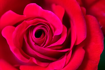 Fototapeta na wymiar Beauty blooming red rose Close up