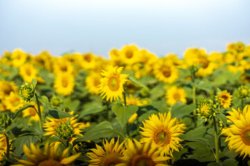 Wonderful view of a field of sunflowers in summer. Selective focus.