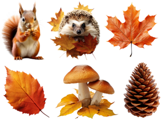 Autumn set/collection with hedgehog, squirrel, mushrooms and autumn leaves. The squirrel eats nuts. Hedgehog in yellow leaves. Forest mushrooms. Pine cone. Isolated on a transparent background.