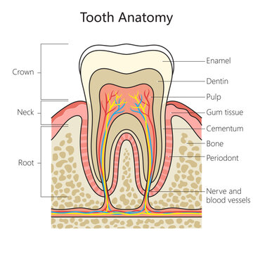Human tooth structure vertebral column diagram schematic vector illustration. Medical science educational illustration