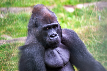 Western Lowland Gorilla (Gorilla gorilla gorilla)