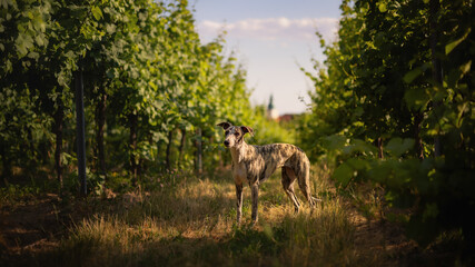 Naklejka na ściany i meble Whippet dog outdoor portrait. Beautiful and unique dog. Young whippet female in the garden. In the vineyard. Amazing sunset with your best friend dog.