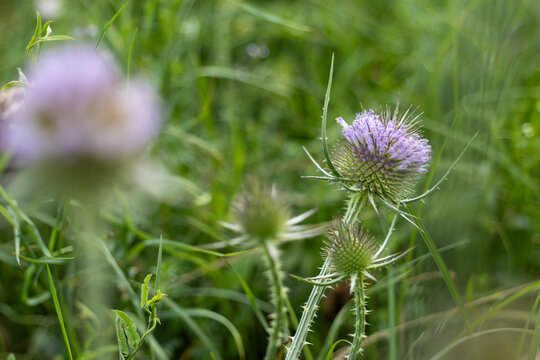 The wild teasel (Dipsacus fullonum) is a valuable bee pasture and is one of the thistles