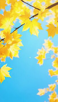 Branches with beautiful green and yellow leaves on autumn sunny day, close-up. Vertical video