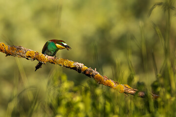 The European bee-eater (Merops apiaster) She caught a wasp