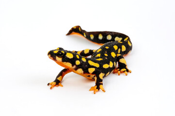 Yellow-spotted newt // Urmia-Bergbachmolch (Neurergus crocatus) 