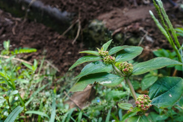 close-up of the Asthma Plant or Garden spurge or Chicken Weed (Euphorbia hirta) growing in a neglected land