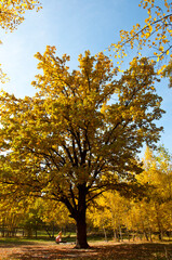 yellow tree. seasonal leaves and trees. natural landscape in autumn. autumn beauty of nature. fall season. nature in forest. autumn forest. nature in fall season. autumnal season in the park