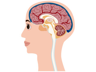 頭　脳　断面　横顔