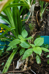 Wild and Mysterious: Unidentified weed thrives under the lush foliage of a Pandanus tree in tropical paradise