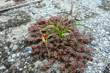 closeup of Euphorbia thymifolia or commonly called as chickenweed growing on a stone brick