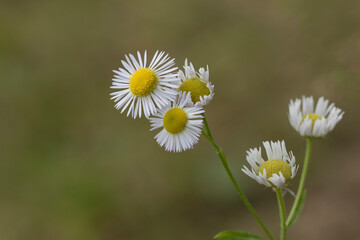 Obraz premium Flowers of the eastern daisy fleabane or daisy fleabane (Erigeron annuus)