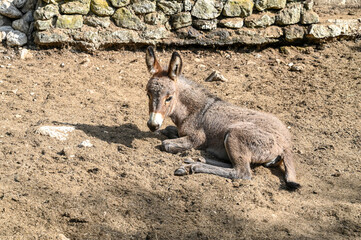 Cute young donkey on the farm. Domestic animals in the countryside. Donkeys.