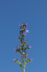 Echium plantagineum, commonly known as purple viper's-bugloss or Patterson's curse, is a species of the genus Echium