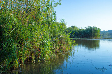 View of the lake and the reeds on the shore.