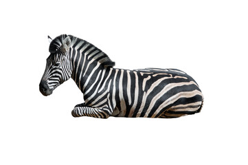 lying zebra isolated on white background