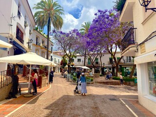 beautiful Plaza de la Victoria with palm trees and purple flowering rosewood trees in the old town...