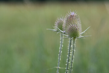 The wild teasel (Dipsacus fullonum) is a valuable bee pasture and is one of the thistles