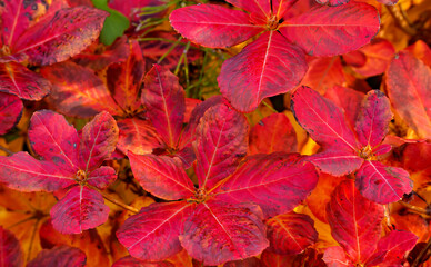 Bright red leaves of rhododendron in autumn in the park . Rhododendron is a genus of plants in the Heather family. Autumn background