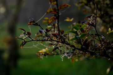 A string of pearls of dew drops.