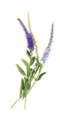 Beautiful bouquet of veronica flower
