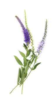 Beautiful bouquet of veronica flower