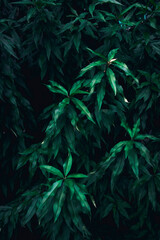 Naklejka na ściany i meble A close up of dark green leaves