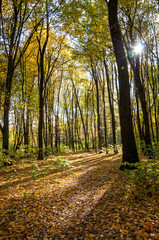 Obraz premium Iconic landmark. nature in fall season. autumnal season in the park. seasonal leaves and trees. natural landscape in autumn. autumn beauty of nature. fall season. nature in forest. autumn forest