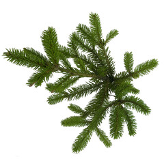 Spruce branch. Green fir. Realistic Christmas tree llustration for Xmas cards, New year party posters isolated Transparent png background.