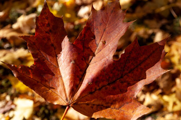 maple tree. natural landscape in autumn. autumn beauty of nature. fall season. nature in forest. autumn forest. nature in fall season. autumnal season in the park. seasonal leaves and trees